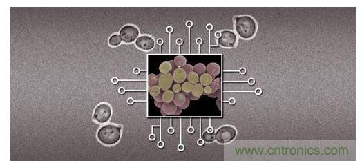 酵母菌(中)就像電子組件般的互連在一起,只不過這些細胞并非透過電線交流,而是經(jīng)由僅能以適當接受器注入細胞的化學藥物進行互動。