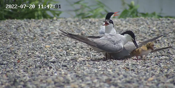 世界濕地日：海康威視攜手一個地球自然基金會，在上海守護這個重要“驛站”