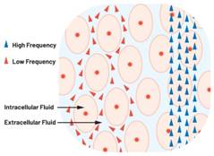 圖1.人體組織的電導(dǎo)率 因此,按照如上初步近似思路,模擬人體行為的電子電路可以建模如下:電阻Ri(細(xì)胞內(nèi)電阻)與電容(細(xì)胞膜電容)串聯(lián),二者與另一個電阻Re(細(xì)胞外電阻)并聯(lián),如圖2所示2。人體的阻抗范圍在1 kHz左右的低頻時為10 kΩ至1 MΩ,在1 MHz左右的高頻時為1 kΩ至100 Ω。 圖1.人體組織的電導(dǎo)率 因此,按照如上初步近似思路,模擬人體行為的電子電路可以建模如下:電阻Ri(細(xì)胞內(nèi)電阻)與電容(細(xì)胞膜電容)串聯(lián),二者與另一個電阻Re(細(xì)胞外電阻)并聯(lián),如圖2所示2。人體的阻抗范圍在1 kHz左右的低頻時為10 kΩ至1 MΩ,在1 MHz左右的高頻時為1 kΩ至100 Ω。