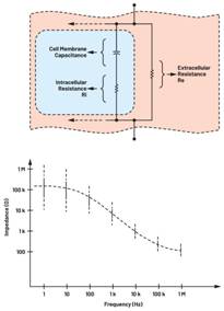 圖3.人體皮膚的三種主要RC分層模型:(a) Tregear、(b) Lykken、(c) Montague 圖3.人體皮膚的三種主要RC分層模型:(a) Tregear、(b) Lykken、(c) Montague